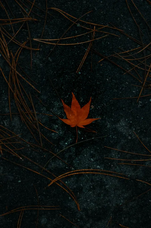 Amoled Dark Nature 017 Amoled wallpaper