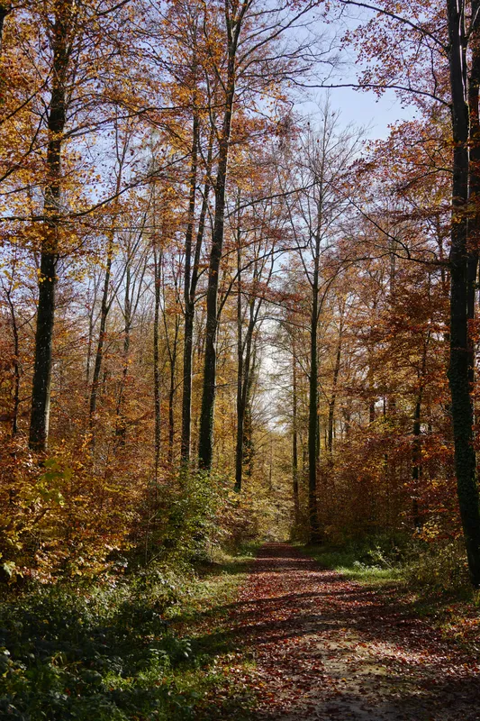 Autumn Forest Path Leaves Nature wallpaper