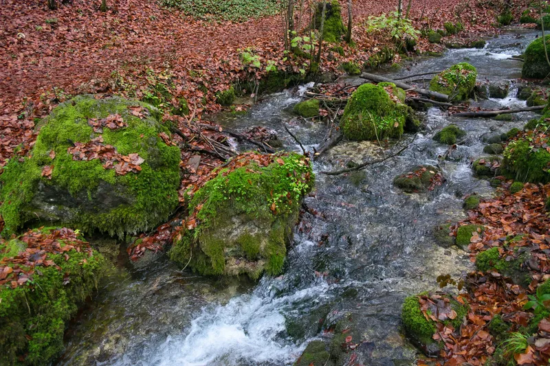 Autumn Mossy Forest Stream Nature wallpaper