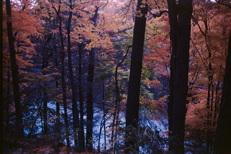 Autumn River Forest Nature wallpaper