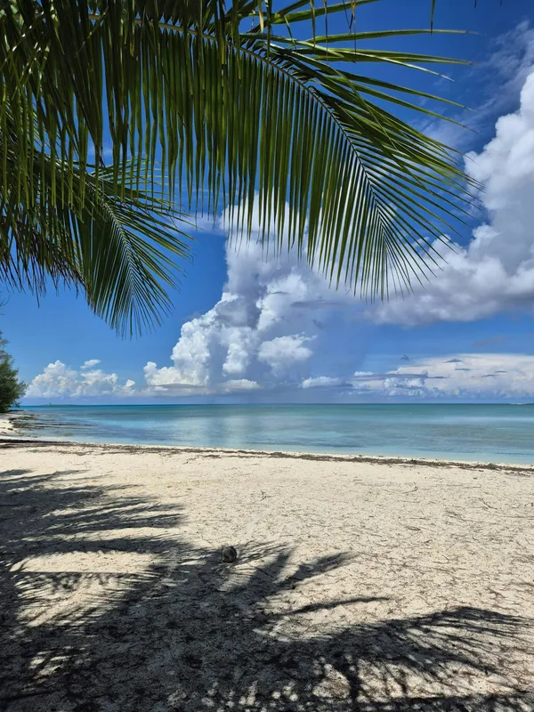 Bahamas Palm Beach Nature wallpaper