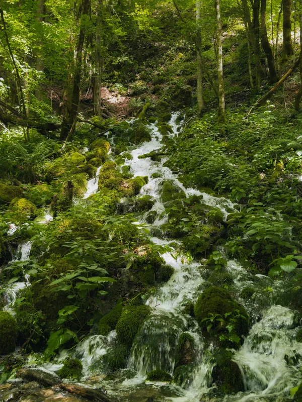 Bohinj Mossy Mountain Stream Nature wallpaper