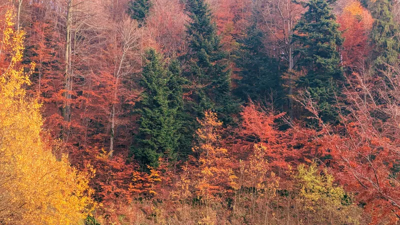 Colorful Autumn Evergreens Nature wallpaper