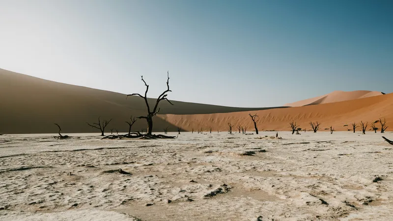 Dead Trees Desert Dunes Nature wallpaper