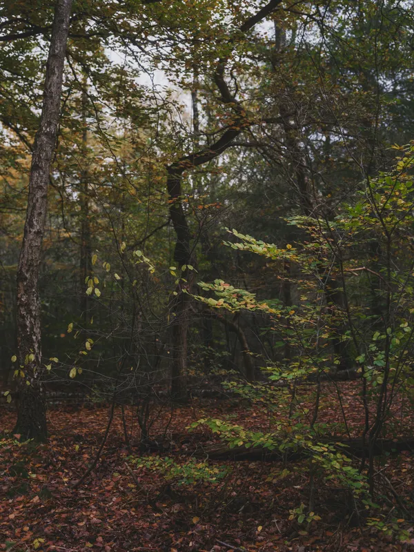 Fallen Leaves Forest Floor Nature wallpaper