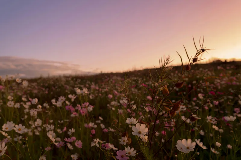 Flower Field Sunset Nature wallpaper