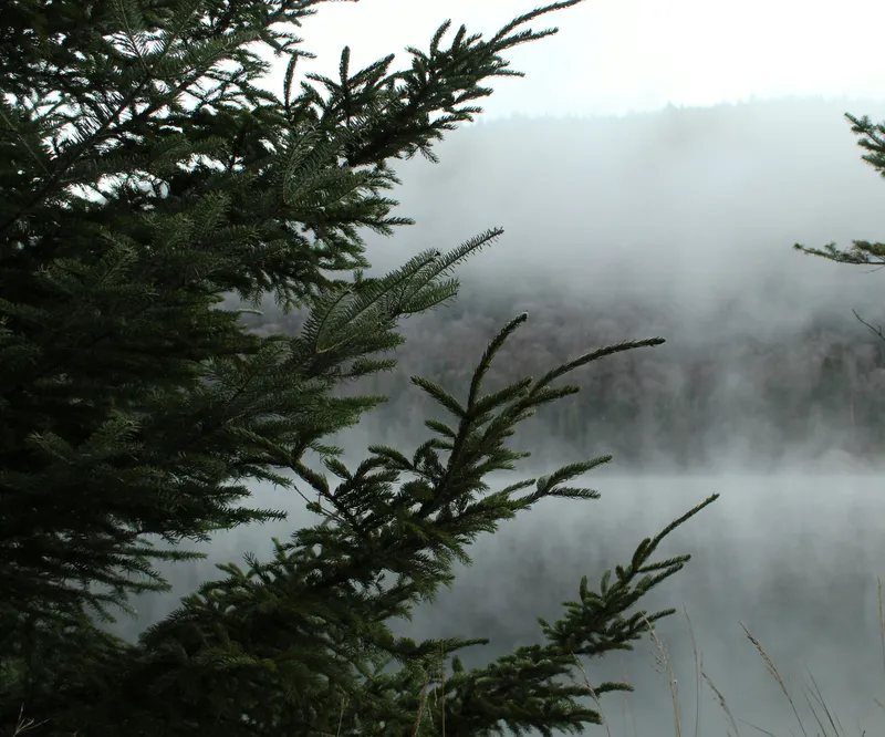 Foggy Canadian Forest Nature wallpaper
