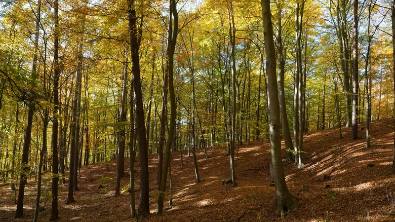Golden Autumn Forest Nature wallpaper