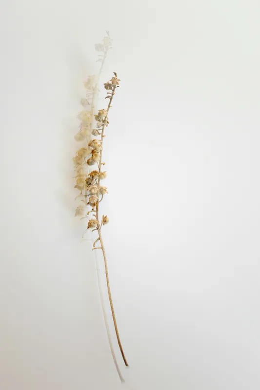 Minimal Dried Flower Negative Space Minimal wallpaper