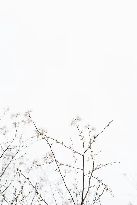 Minimal Single Subject 053 Minimal wallpaper