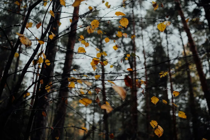 Misty Autumn Forest Nature wallpaper