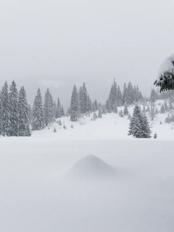 Misty Winter Evergreen Forest Nature wallpaper
