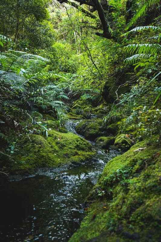 Mossy Forest Stream Nature wallpaper