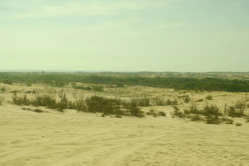 Mui Ne Desert And Green Forest Nature wallpaper