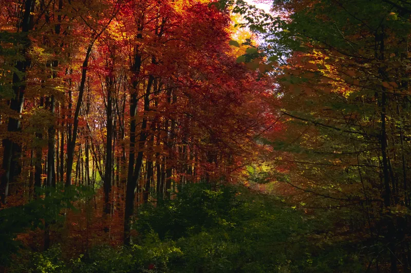 Red Orange Autumn Forest Nature wallpaper