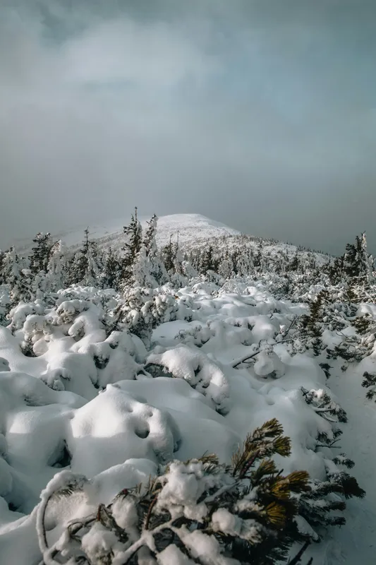 Snowy Mountain And Trees Nature wallpaper