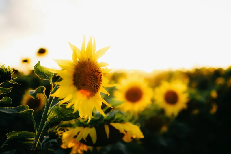 Sunflower Field Golden Hour Nature wallpaper