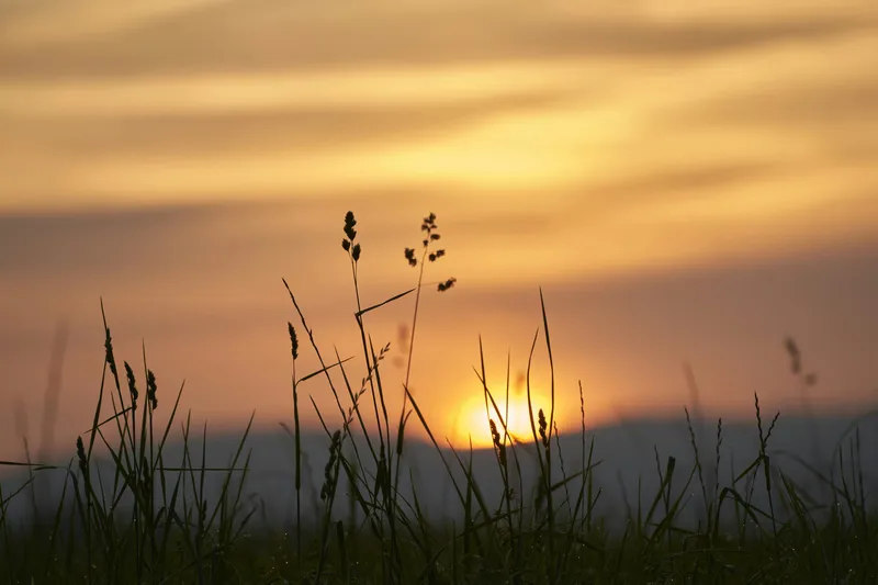 Sunset Wildflower Field Nature wallpaper