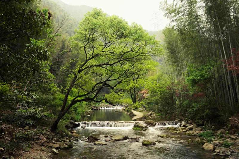 Tranquil Forest Stream Nature wallpaper