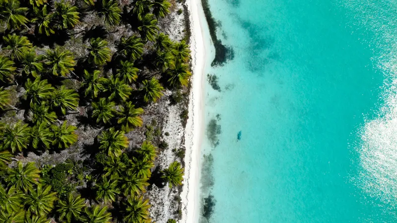 Tropical Palm Beach Turquoise Nature wallpaper