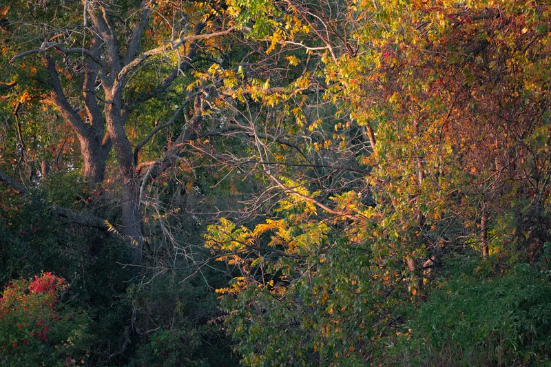 Vibrant Autumn Woodland Nature wallpaper