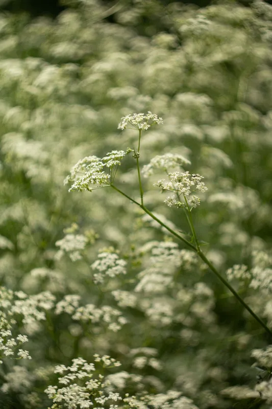 White Wildflower Field Nature wallpaper