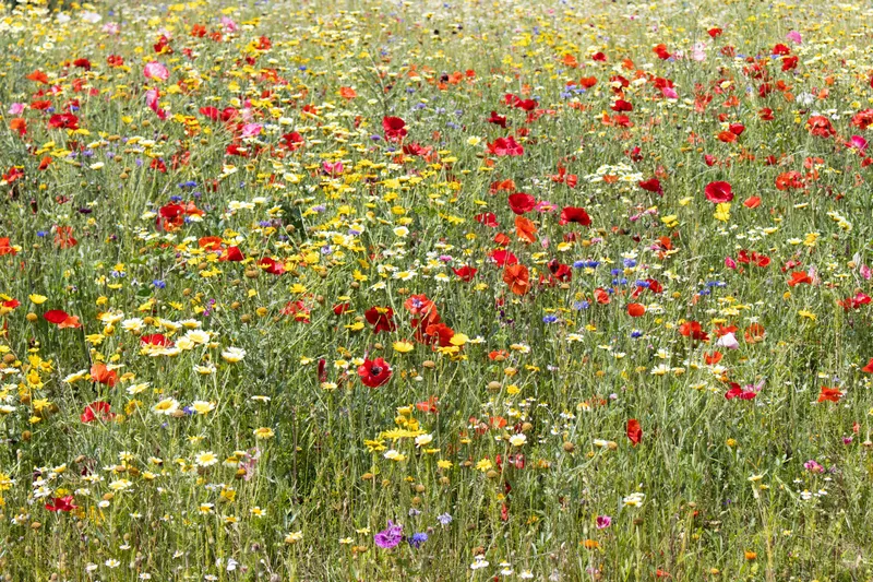 Wildflower Meadow Milan Nature wallpaper