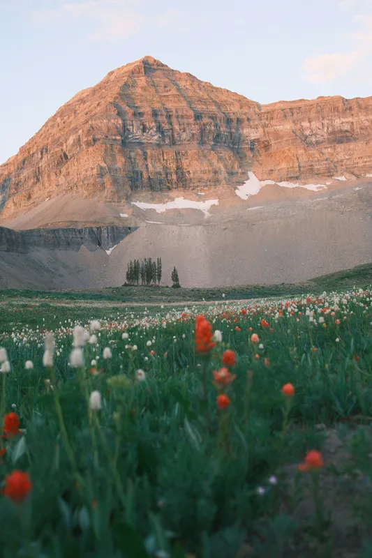 Wildflower Mountain Sunset Nature wallpaper