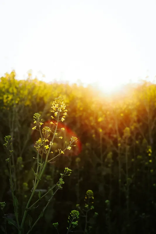 Yellow Flower Golden Field Nature wallpaper