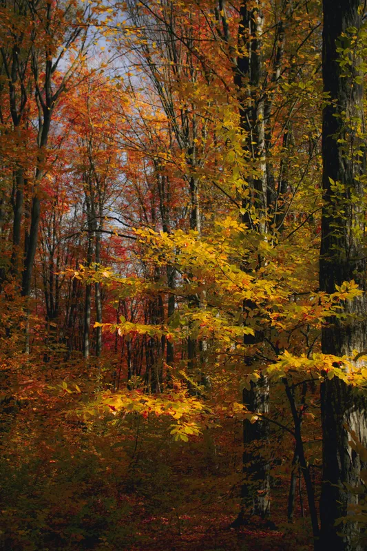 Yellow Red Autumn Forest Nature wallpaper